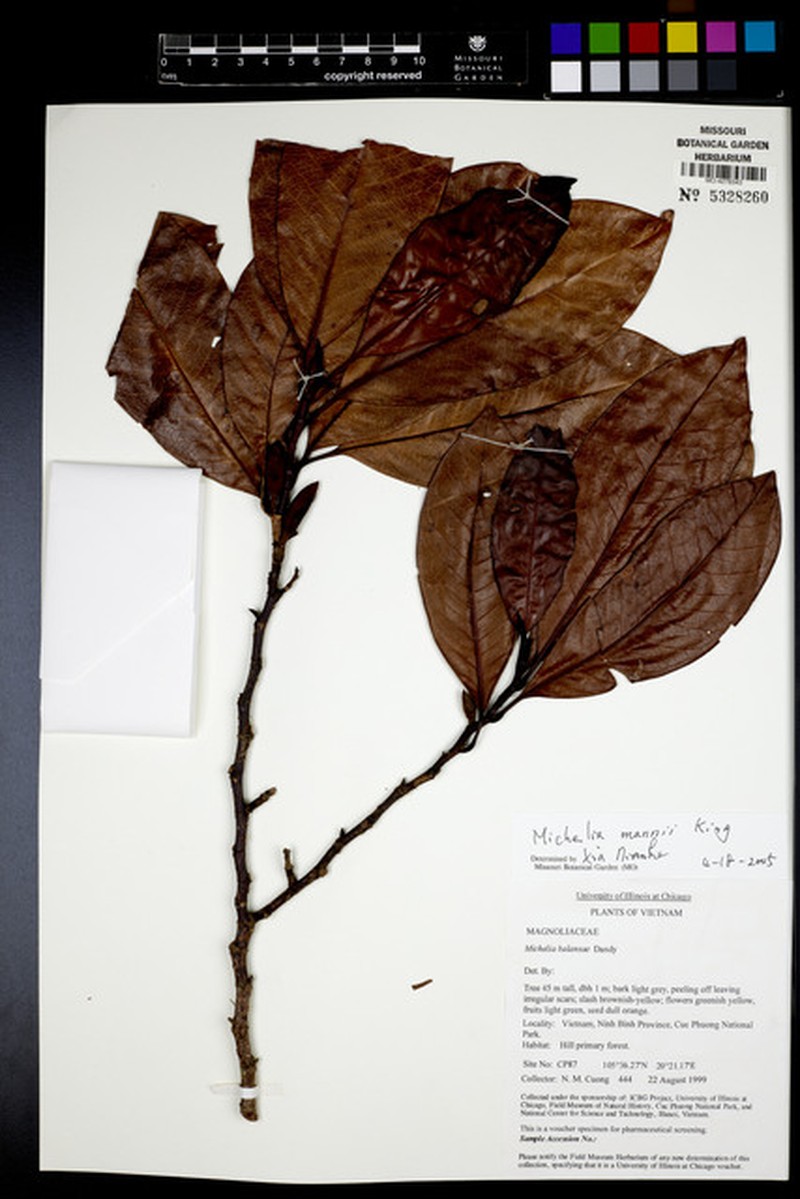 Magnolia mannii photo 2