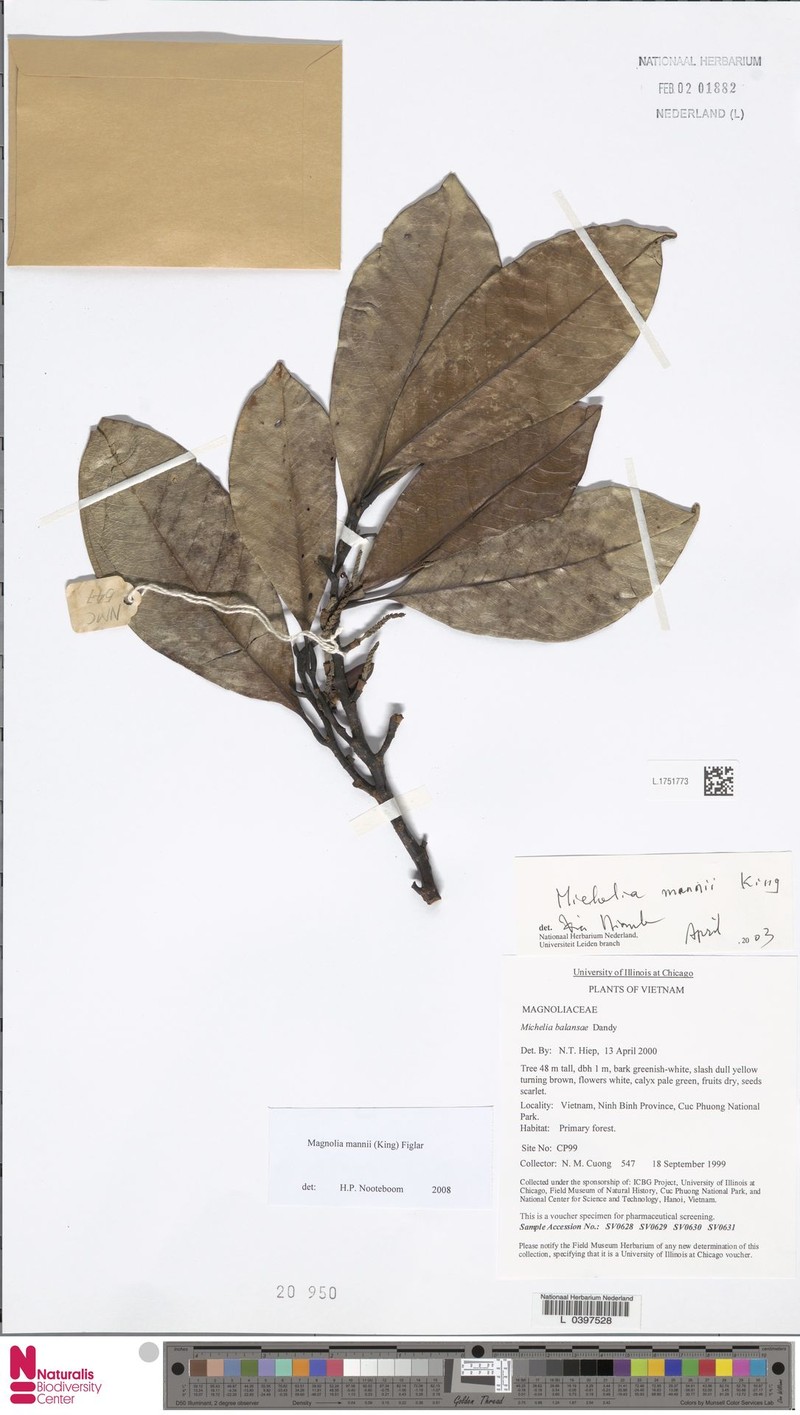 Magnolia mannii photo 3