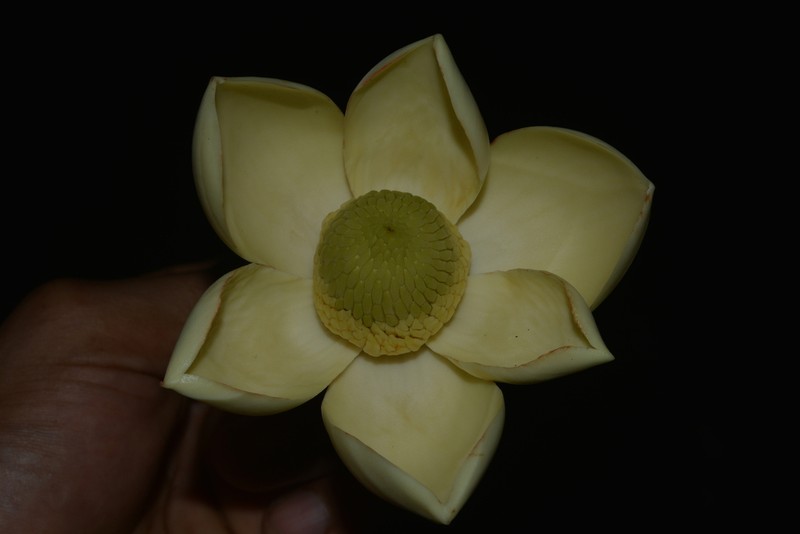 Magnolia manuensis