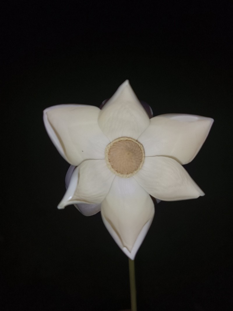 Magnolia manuensis photo 2