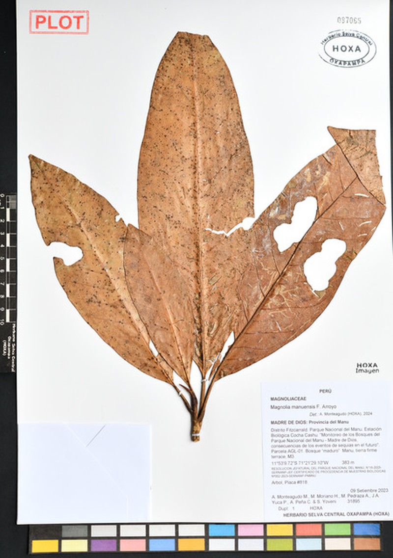 Magnolia manuensis photo 5