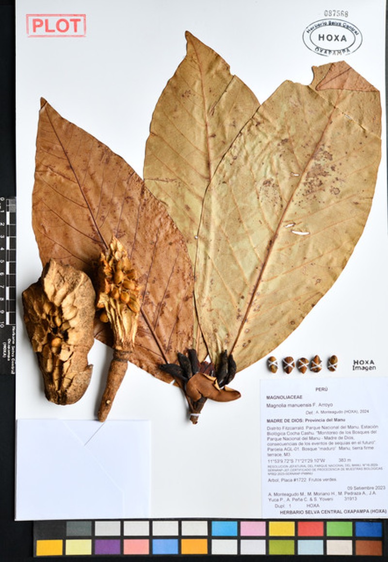 Magnolia manuensis photo 6