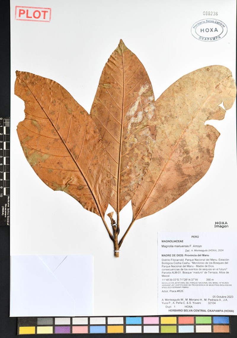 Magnolia manuensis photo 7