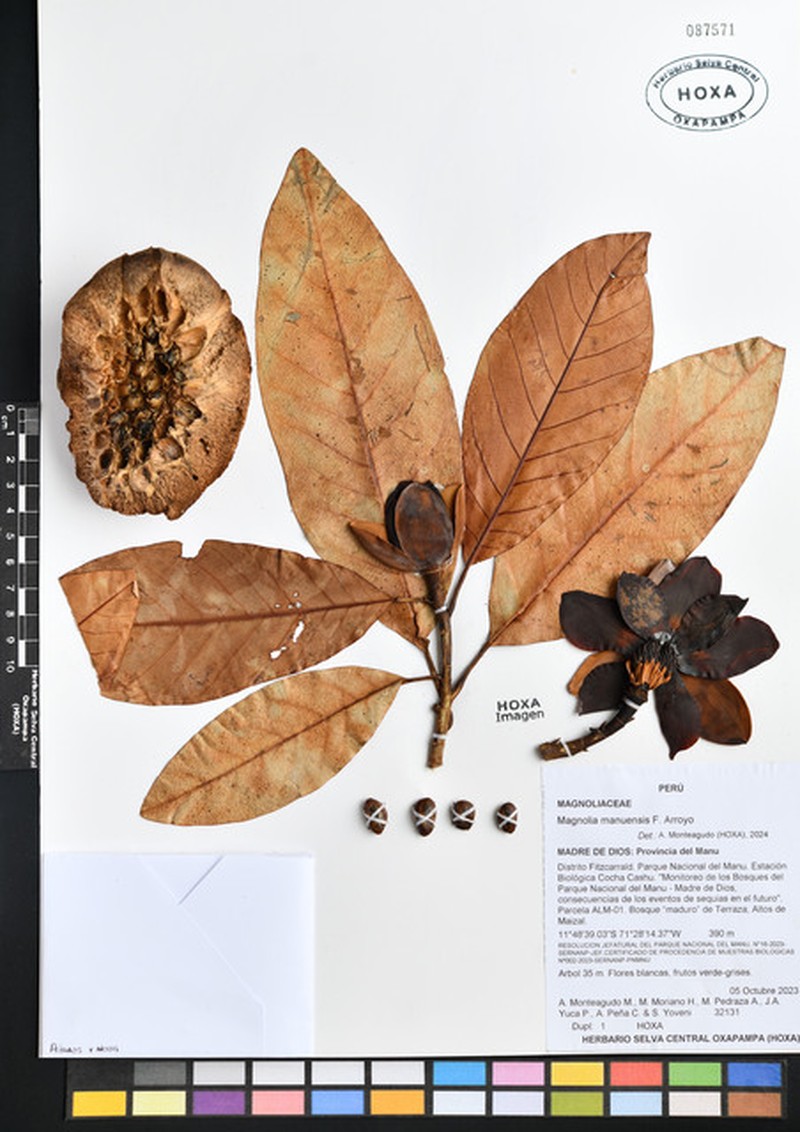 Magnolia manuensis photo 8
