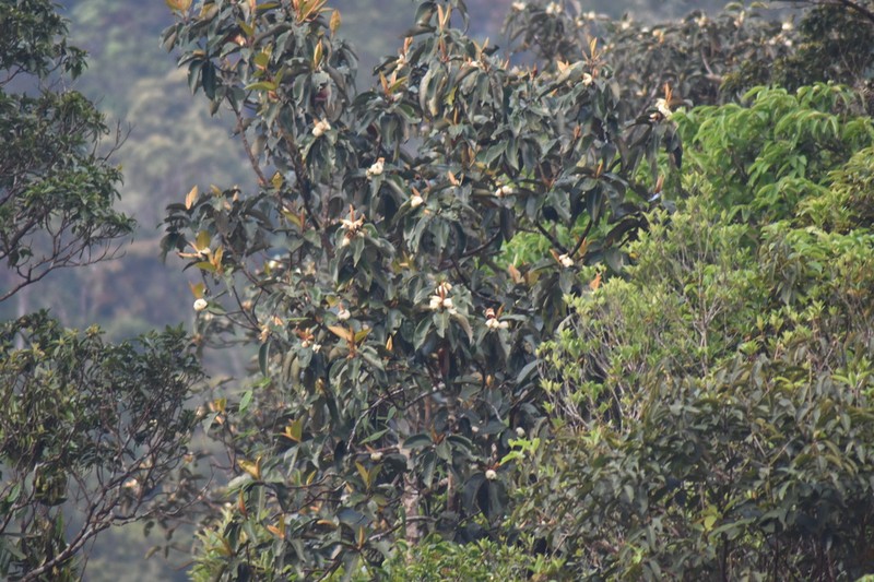 Magnolia martini