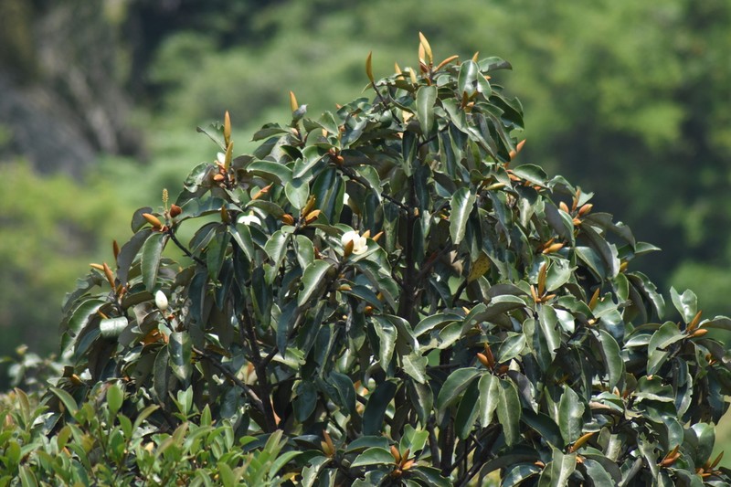 Magnolia martini photo 2