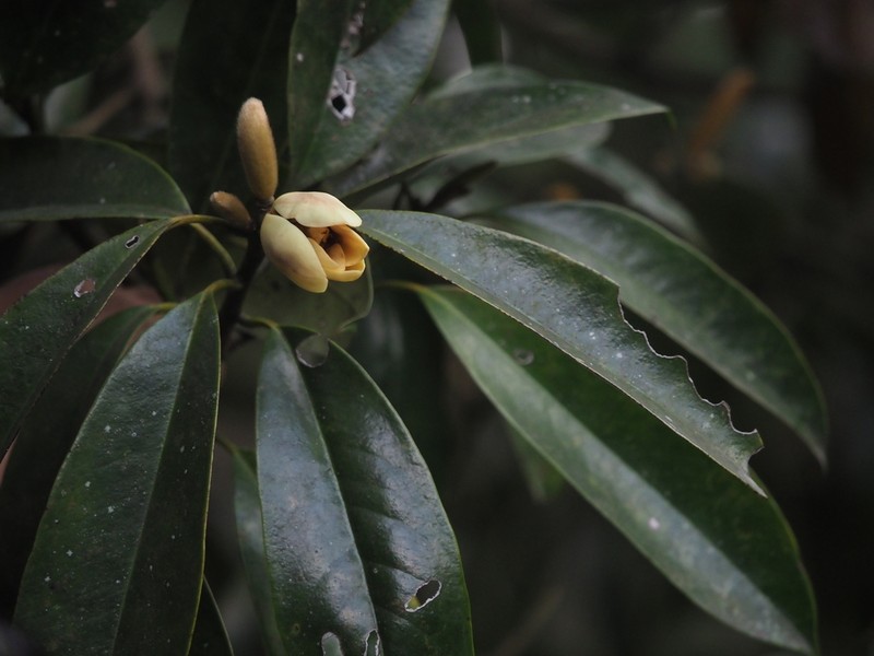 Magnolia martini photo 3