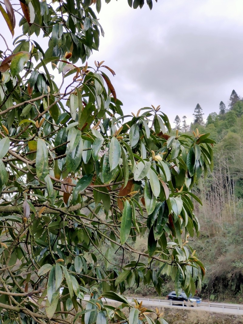 Magnolia martini photo 7