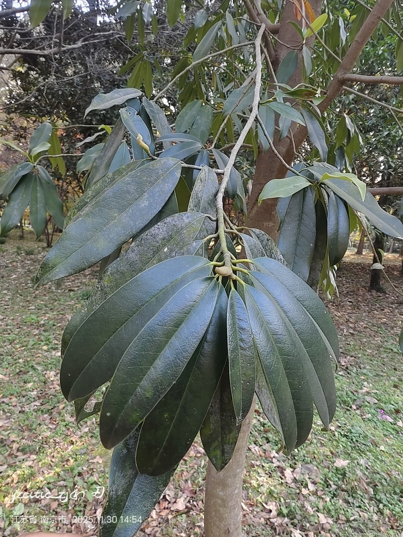 Magnolia martini photo 8