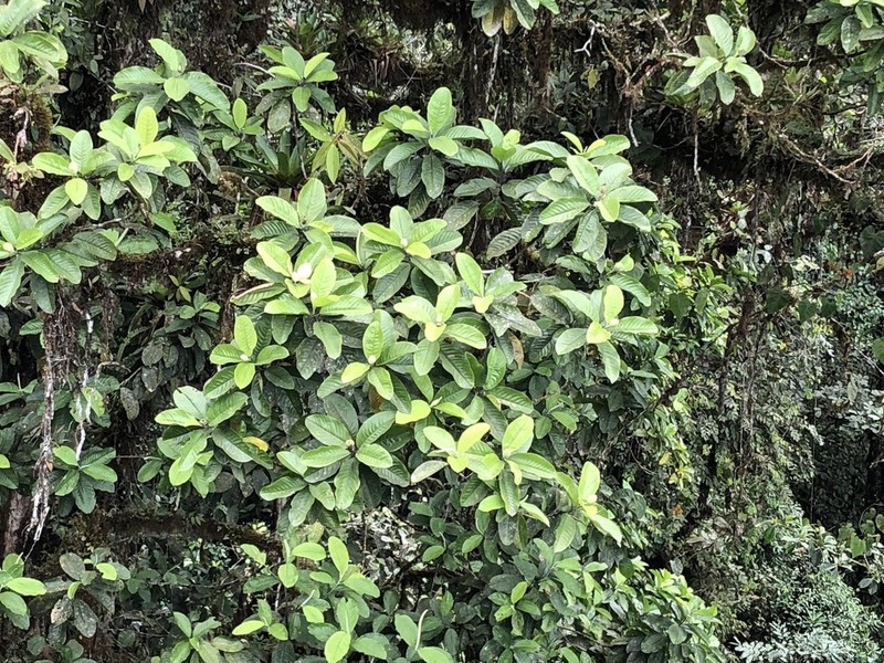 Magnolia mashpi