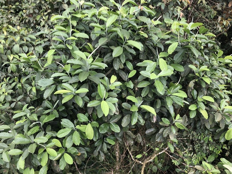 Magnolia mashpi photo 2