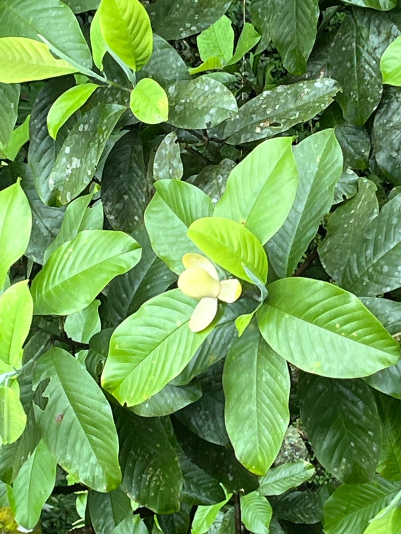 Magnolia mashpi photo 4