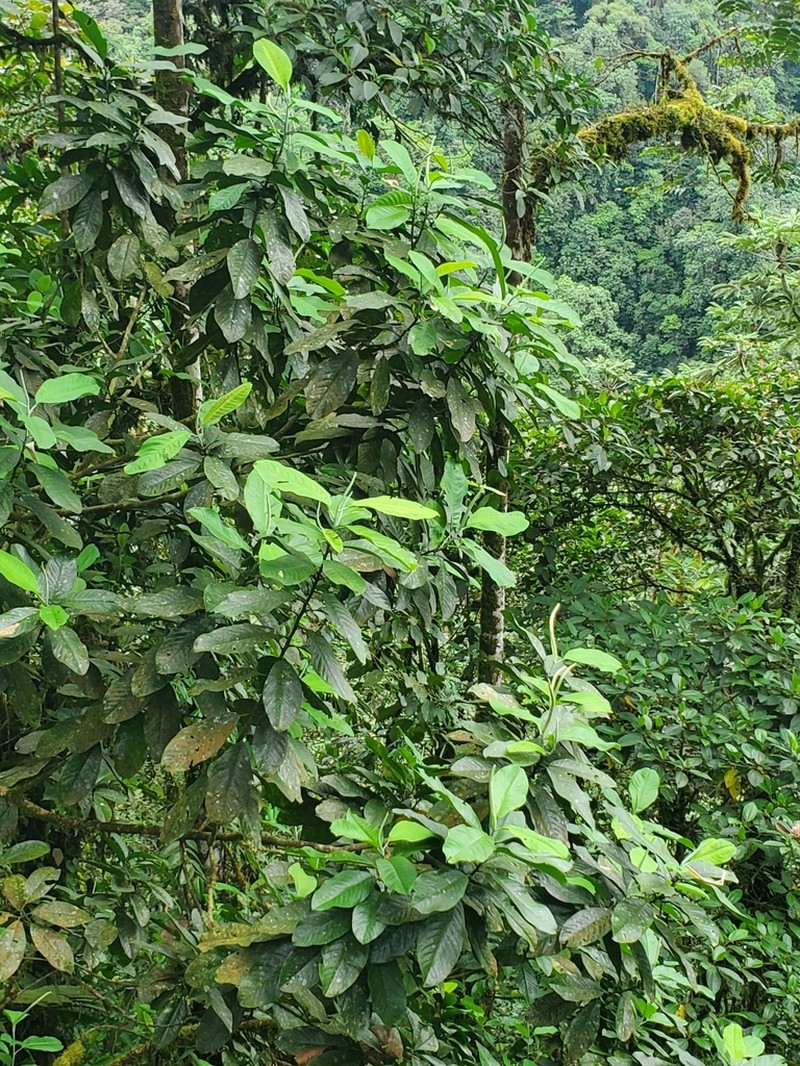Magnolia mashpi photo 6