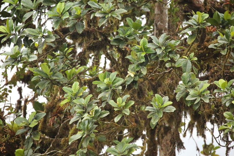 Magnolia mashpi photo 7