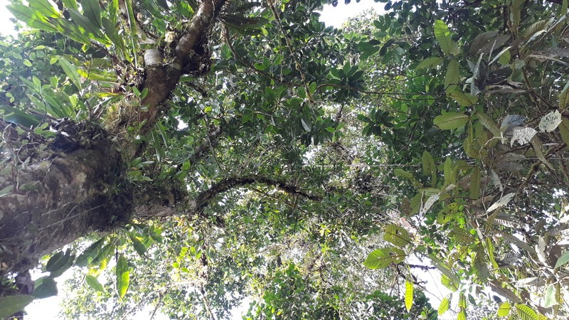 Magnolia mashpi photo 8