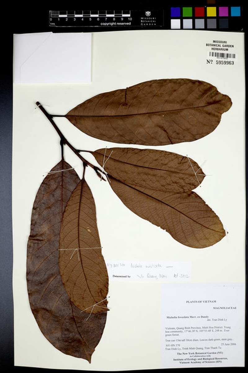 Magnolia masticata