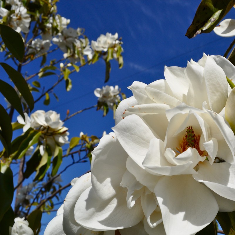 Magnolia maudiae