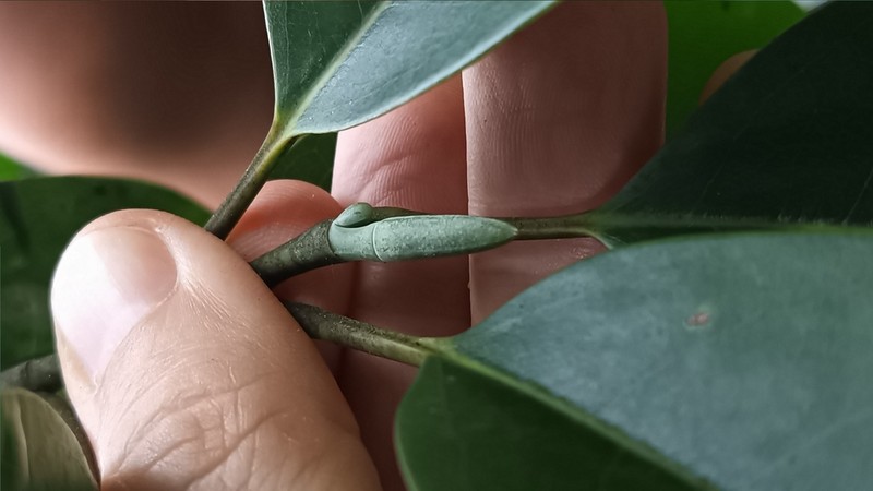 Magnolia maudiae photo 2