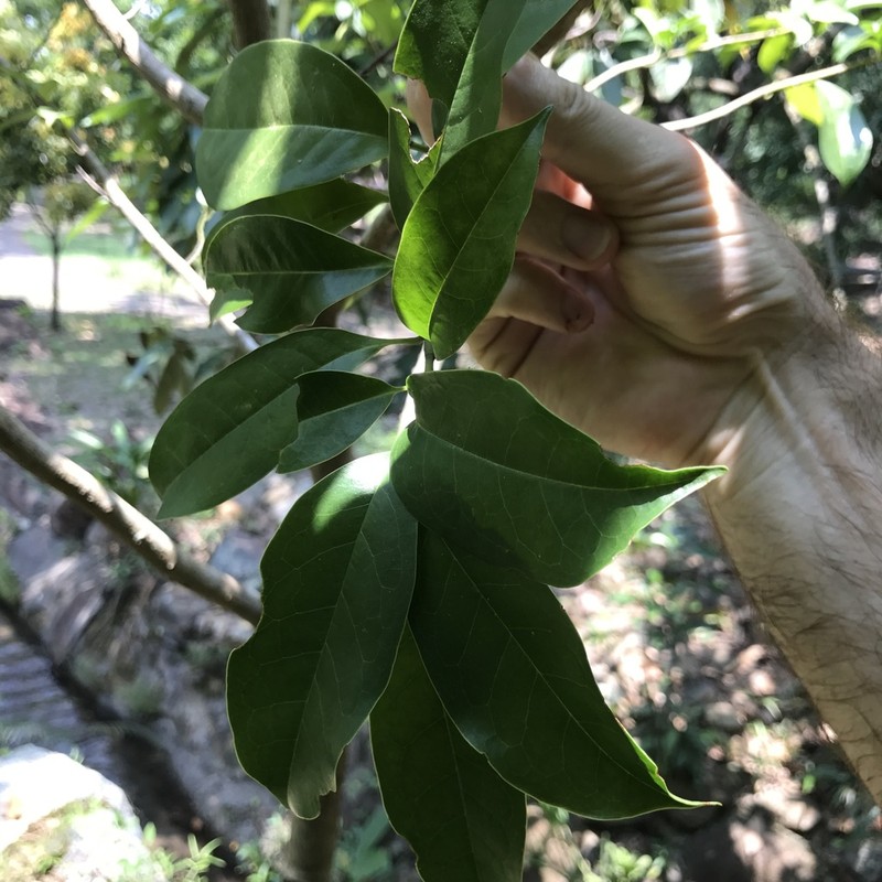 Magnolia maudiae photo 3