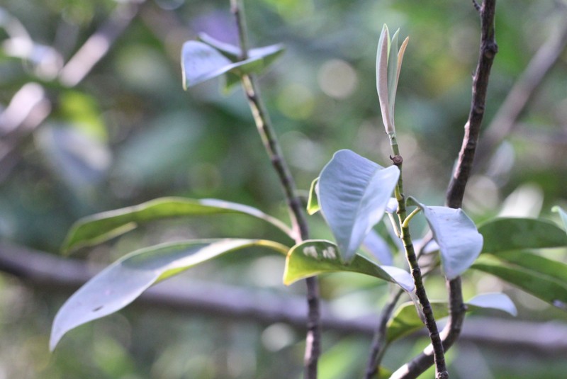 Magnolia maudiae photo 4