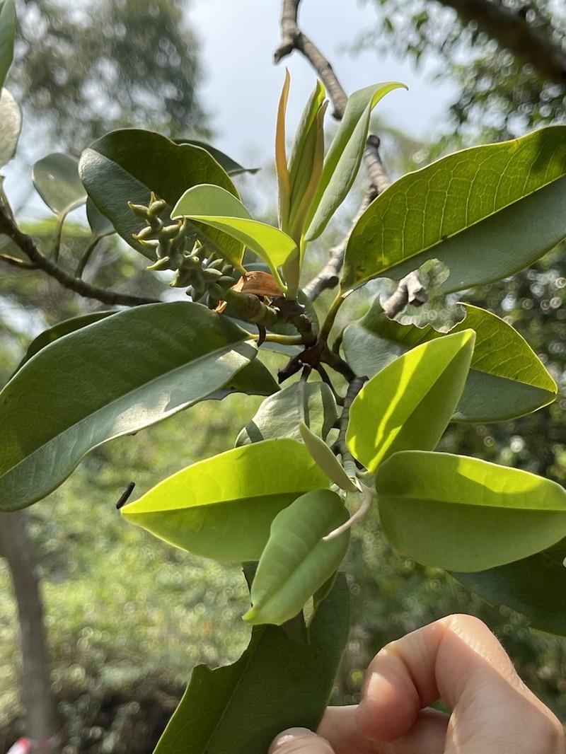 Magnolia maudiae photo 5