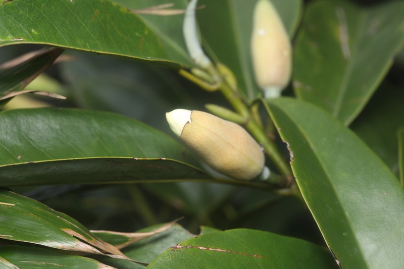 Magnolia maudiae photo 6