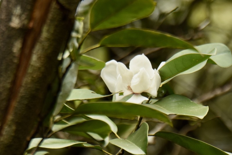Magnolia maudiae photo 7