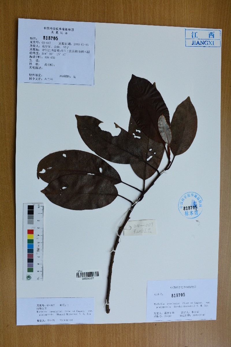 Magnolia maudiae var. platypetala