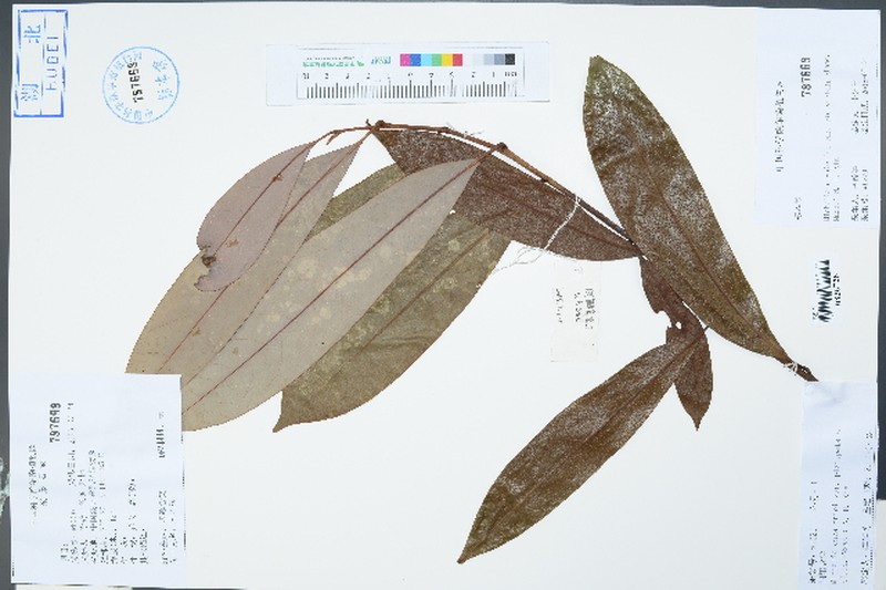 Magnolia maudiae var. platypetala photo 2