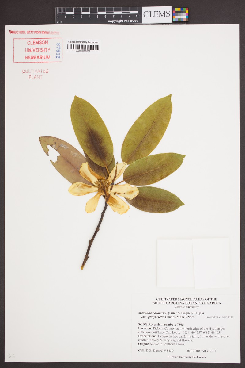Magnolia maudiae var. platypetala photo 3