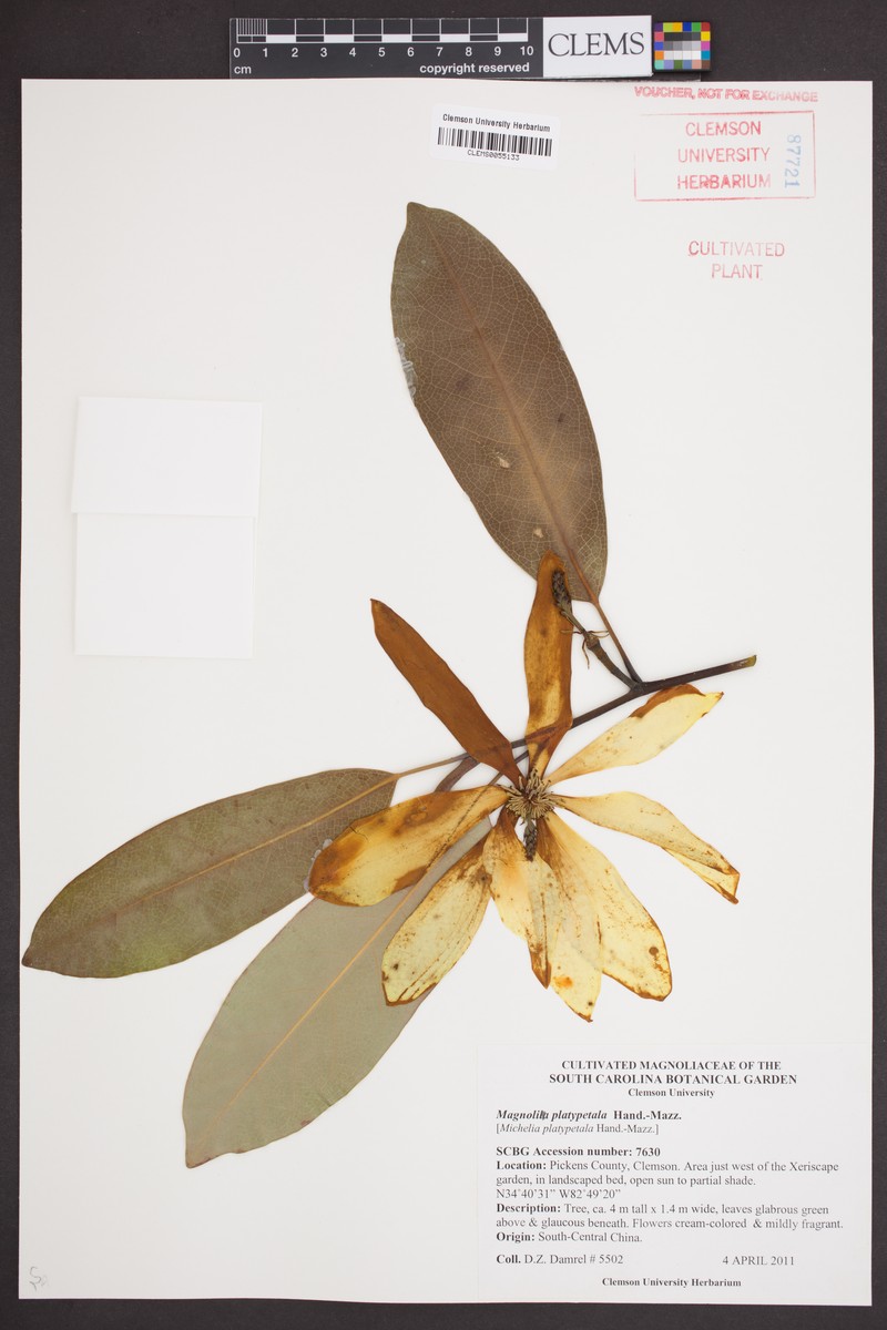 Magnolia maudiae var. platypetala photo 4