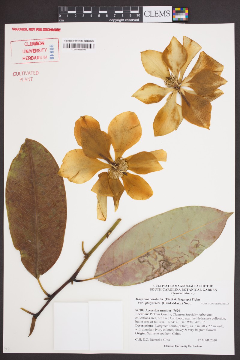 Magnolia maudiae var. platypetala photo 5