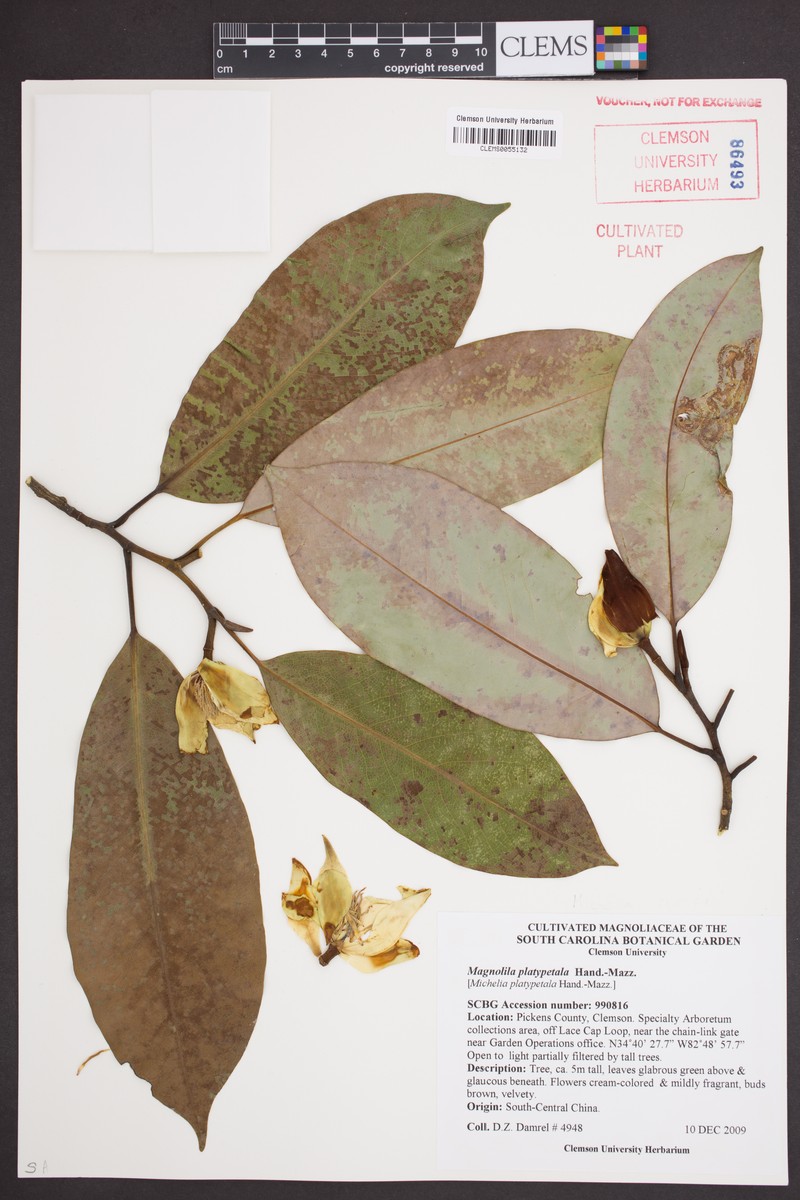 Magnolia maudiae var. platypetala photo 6