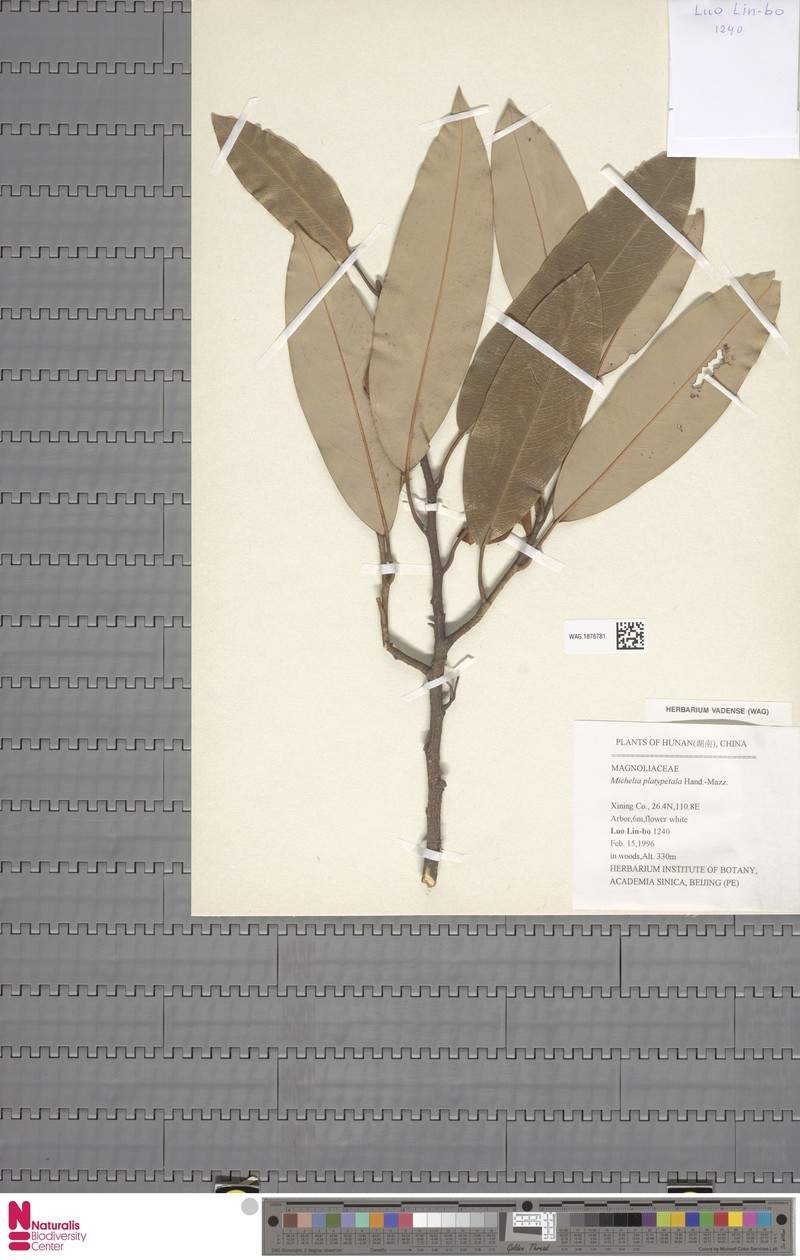 Magnolia maudiae var. platypetala photo 7