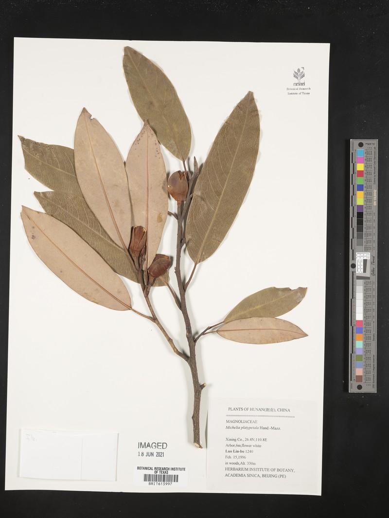 Magnolia maudiae var. platypetala photo 8