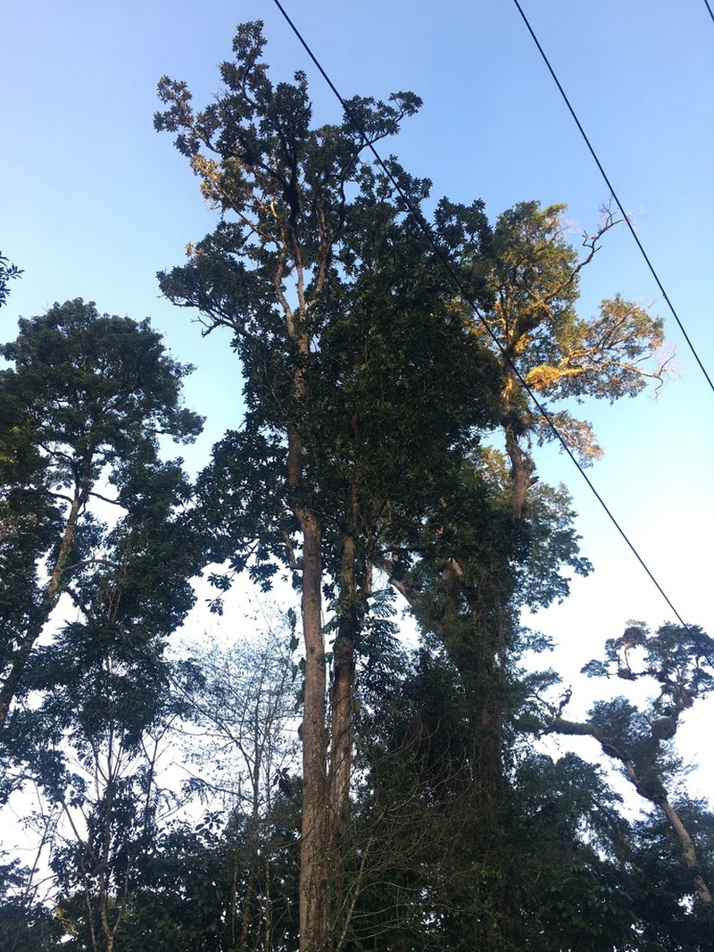 Magnolia mayae