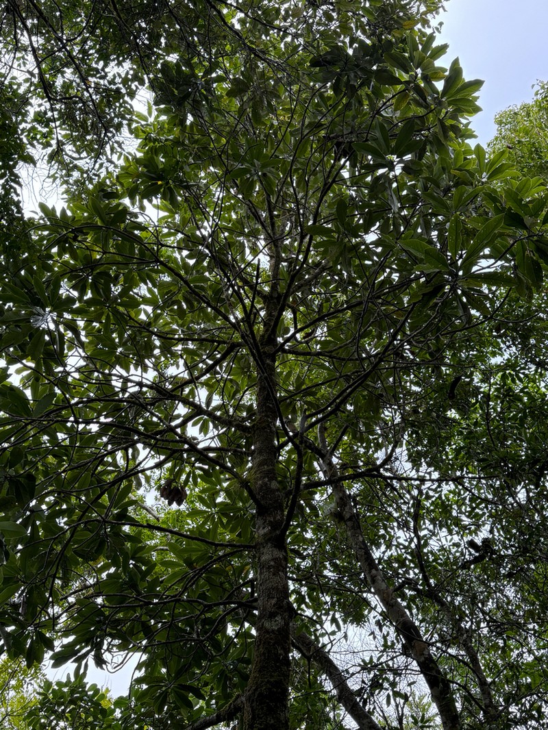 Magnolia mayae photo 3