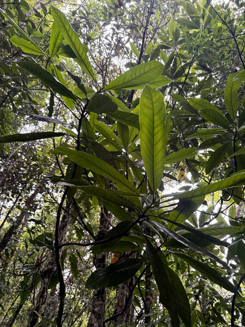 Magnolia mayae photo 4