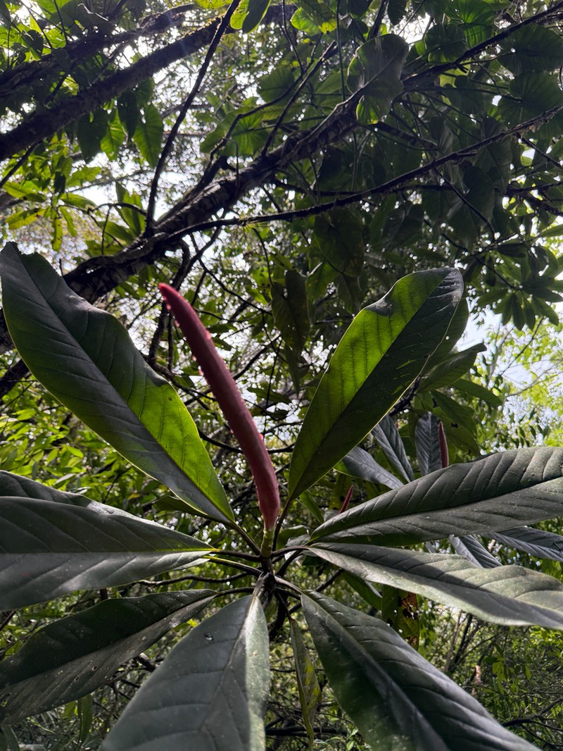 Magnolia mayae photo 6