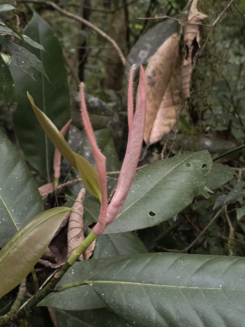 Magnolia mayae photo 7