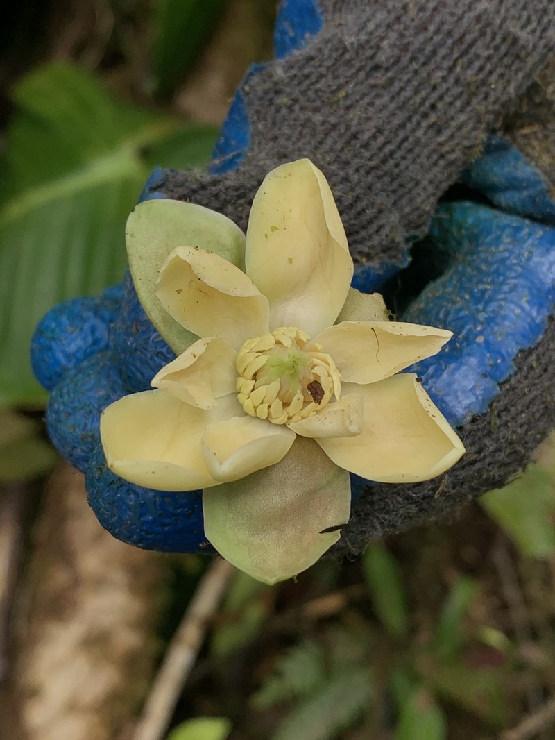 Magnolia mercedesiarum