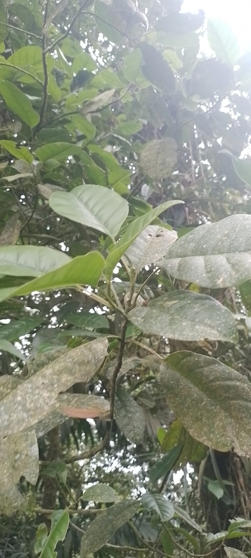 Magnolia mercedesiarum photo 3