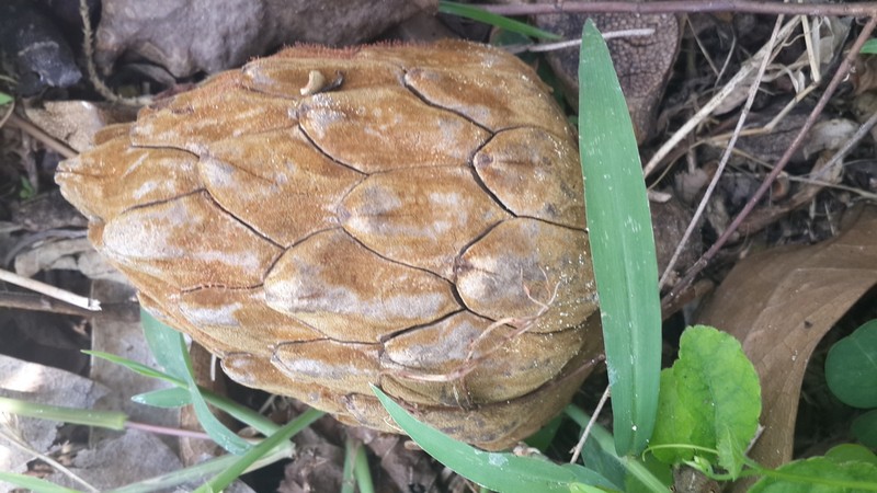 Magnolia mexicana