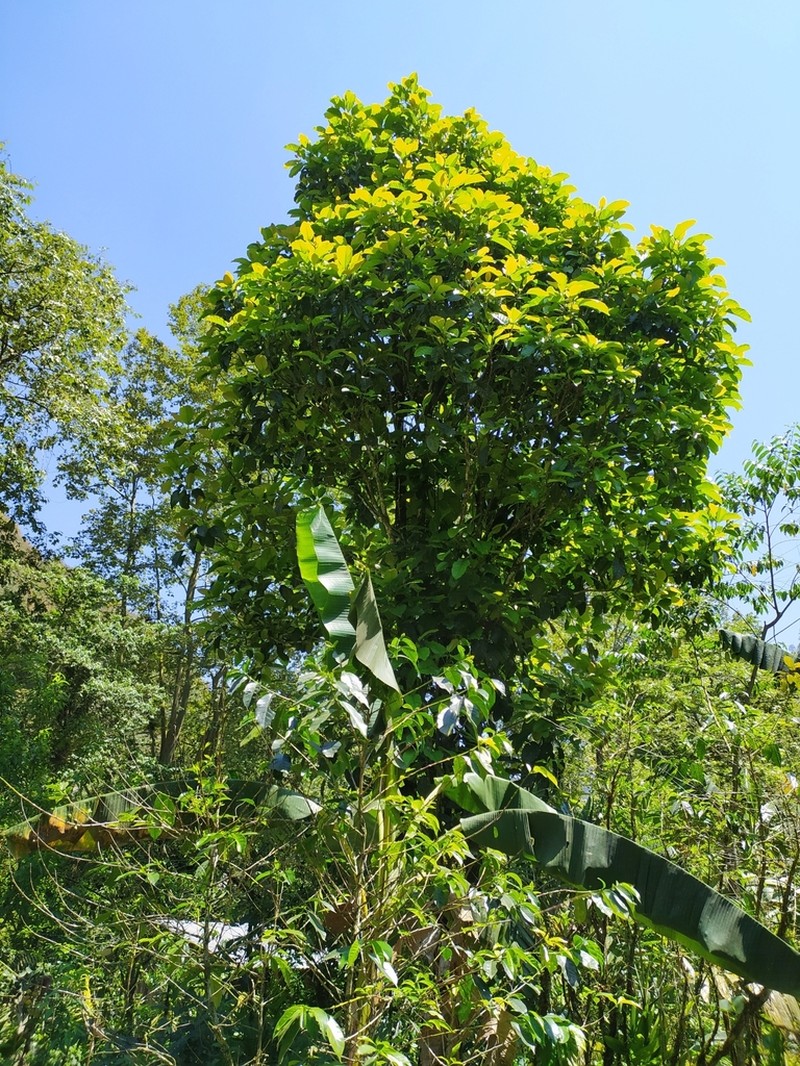 Magnolia mexicana photo 3