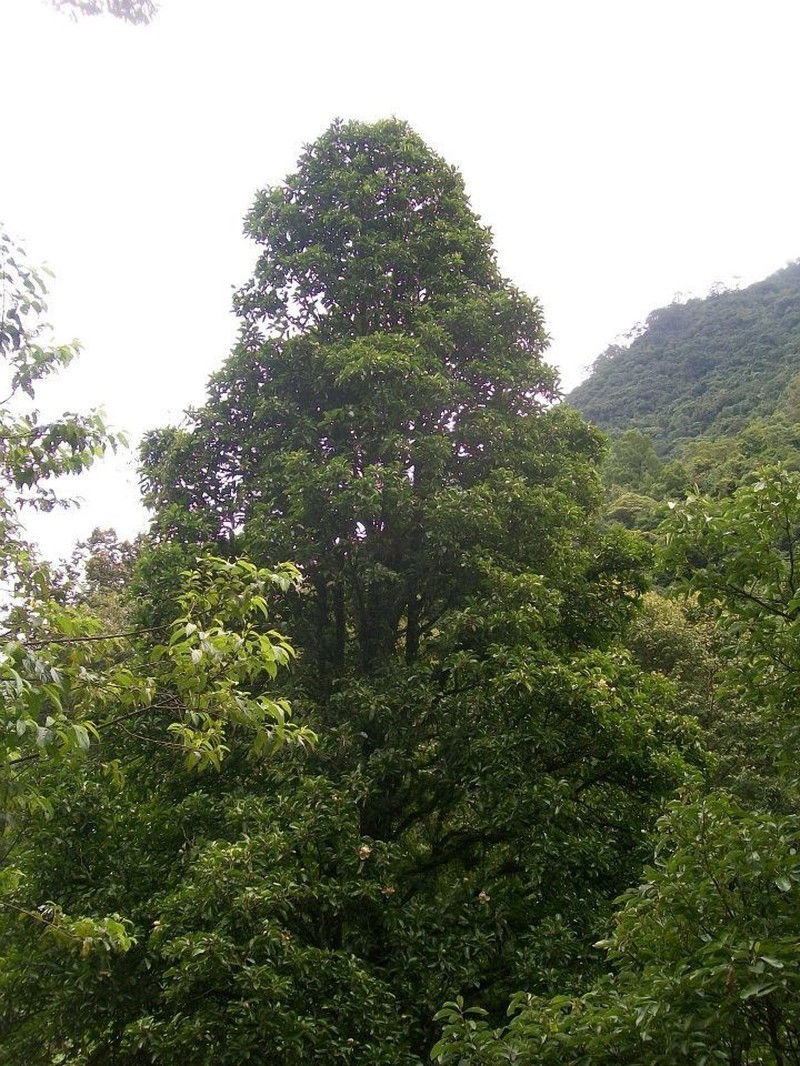Magnolia mexicana photo 5