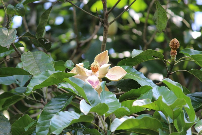 Magnolia mexicana photo 7