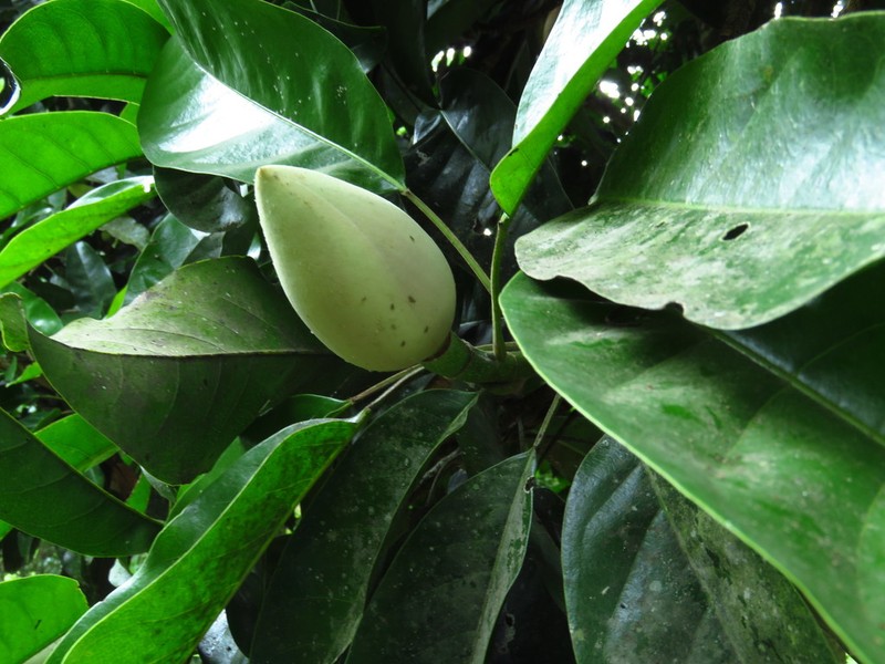 Magnolia mexicana photo 8