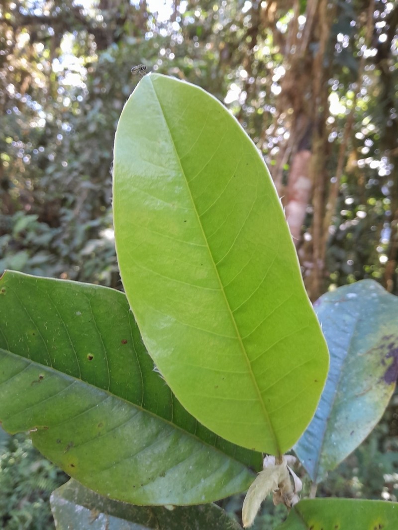 Magnolia mindoensis
