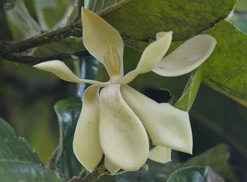 Magnolia mindoensis photo 2