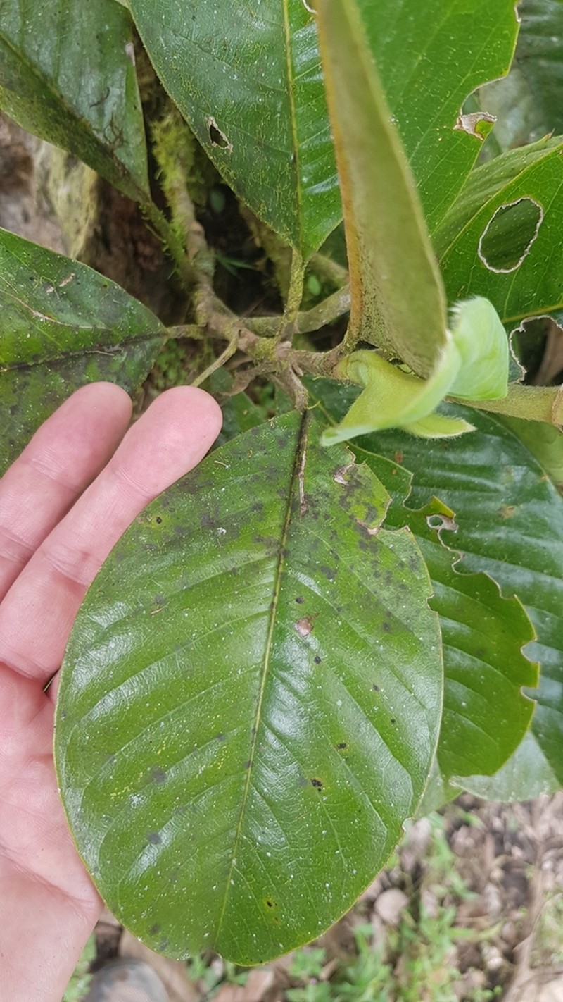 Magnolia mindoensis photo 3